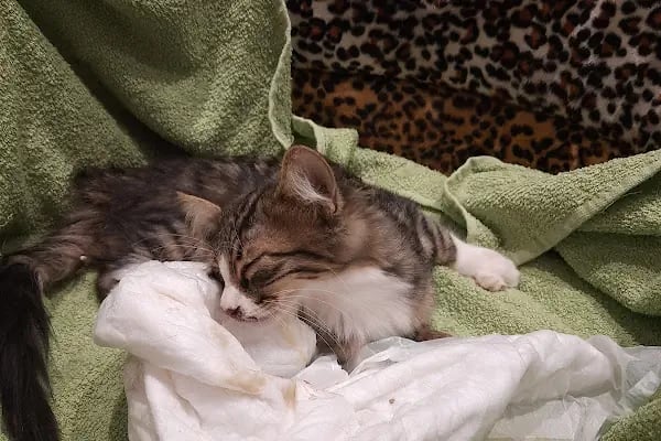 Avsallar Veteriner Kliniği / Kleintierpraxis / Pet Clinic - Resim 2