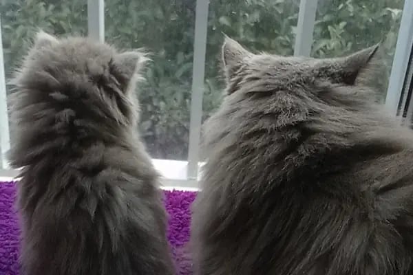 Duman Mia kedi evleri - Resim 6