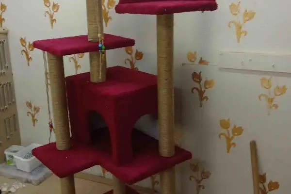 Duman Mia kedi evleri - Resim 9