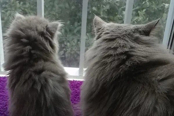 Duman Mia kedi evleri - Resim 4