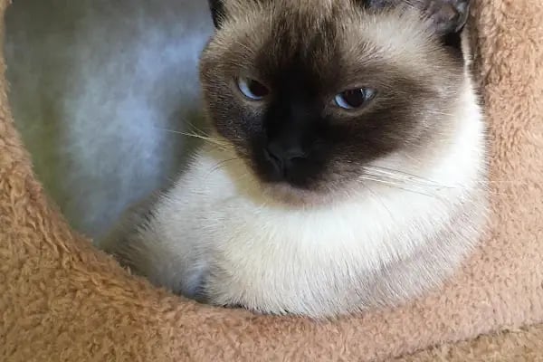 Duman Mia kedi evleri - Resim 8