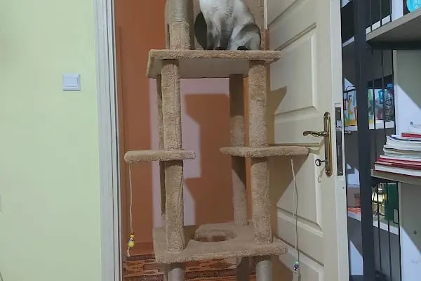 Duman Mia kedi evleri - Resim 19