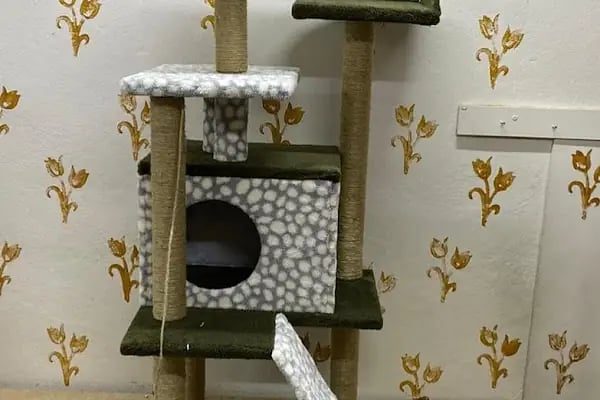 Duman Mia kedi evleri - Resim 15
