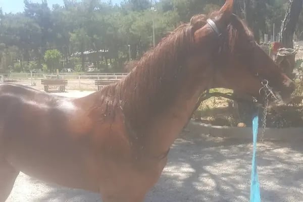 Rainbow Ranch At Çiftliği & Köpek Pansiyonu - Resim 7