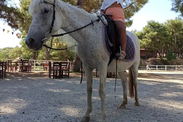 Rainbow Ranch At Çiftliği & Köpek Pansiyonu - Resim 2
