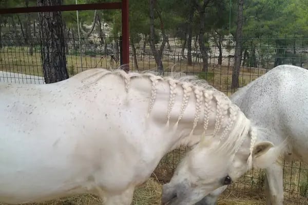 Rainbow Ranch At Çiftliği & Köpek Pansiyonu - Resim 14