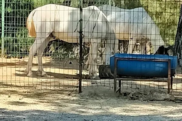 Rainbow Ranch At Çiftliği & Köpek Pansiyonu - Resim 12