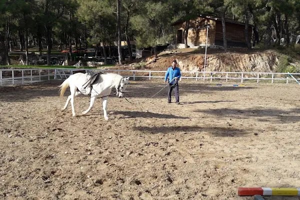 Rainbow Ranch At Çiftliği & Köpek Pansiyonu - Resim 1