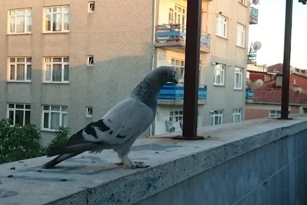 Yıldıztepe Parkı - Resim 5