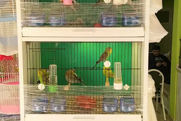 sena petshop - Resim 8