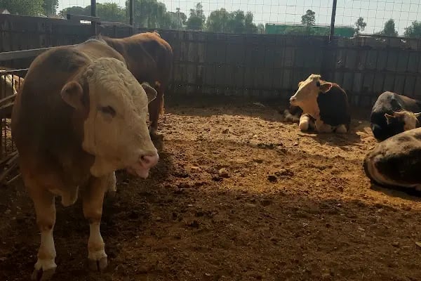 Yıldırım Temiz Aile Kasabı - Resim 16