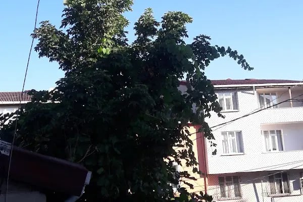 Zengin süpermarket - Resim 2