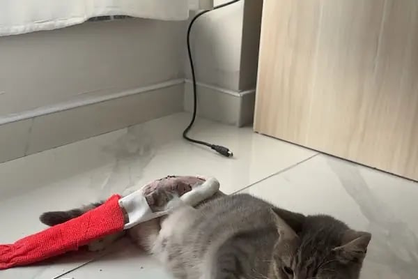 M. Ali Güçlü Veteriner Muayenehanesi - Resim 1