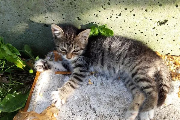 İBB Otağcılar Parkı - Resim 19