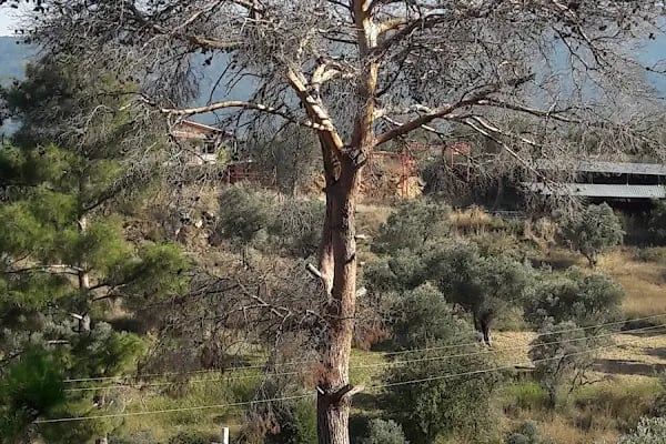 Kozalak bahçe - Resim 14