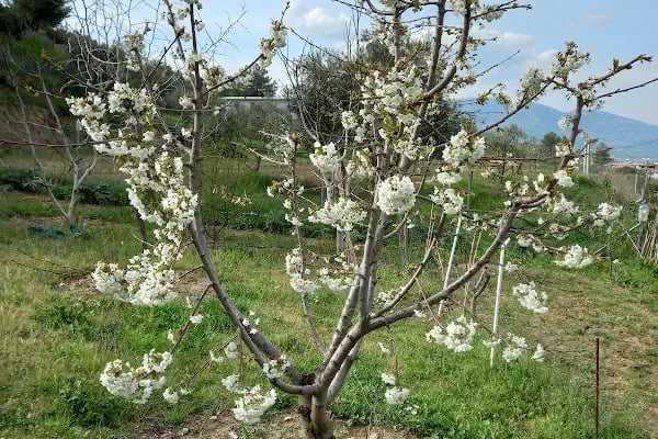 Kozalak bahçe - Resim 4