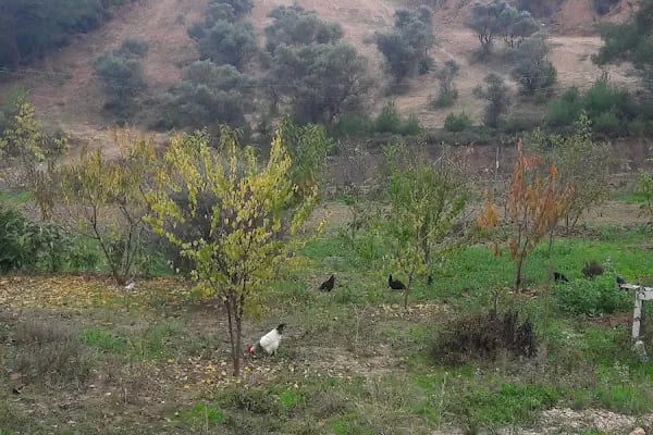 Kozalak bahçe - Resim 7