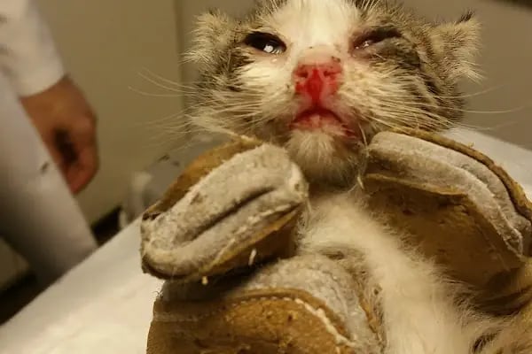 Vetmemorial Veteriner Kliniği - Resim 12