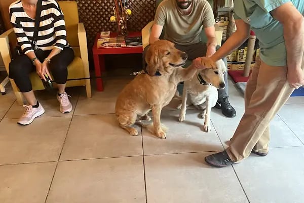 Vetmemorial Veteriner Kliniği - Resim 10