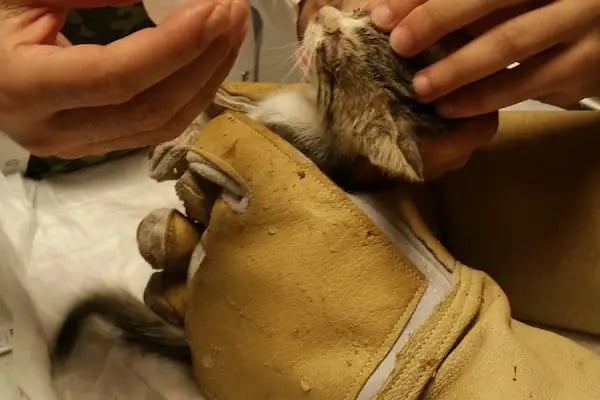 Vetmemorial Veteriner Kliniği - Resim 19