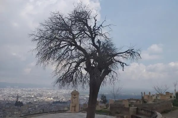 Şıh Maksut Türbesi - Resim 18