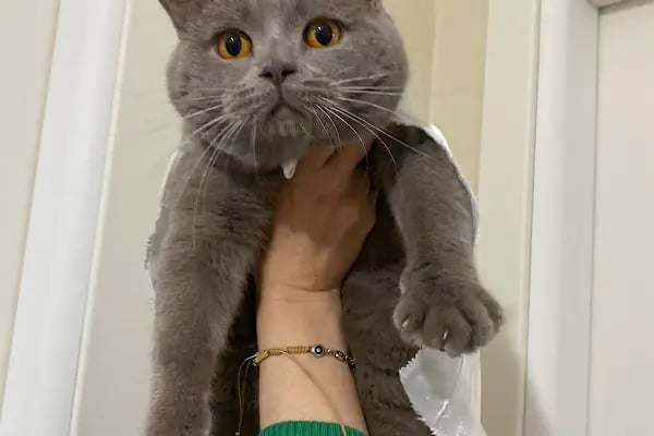 Özlüce Veteriner Kliniği - Resim 6