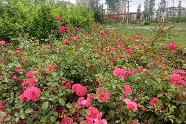 Ihlamur Parkı - Resim 12