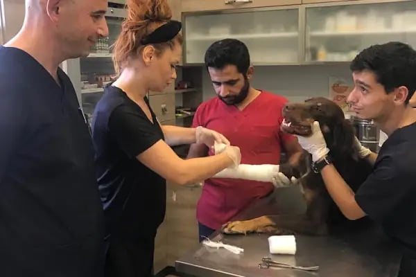 Pet Point Tuğba Veteriner Kliniği - Resim 11