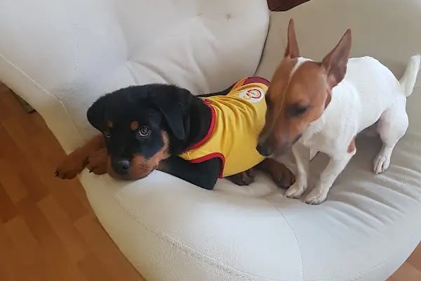 Pet Point Tuğba Veteriner Kliniği - Resim 4