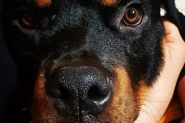 Pet Point Tuğba Veteriner Kliniği - Resim 3
