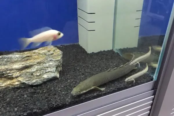 Koç Petshop Ve Akvaryum - Resim 12