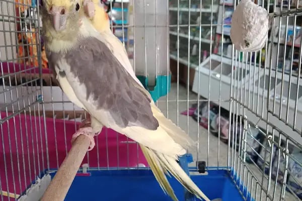 Koç Petshop Ve Akvaryum - Resim 4