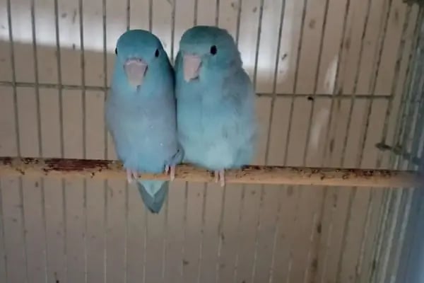 Koç Petshop Ve Akvaryum - Resim 11
