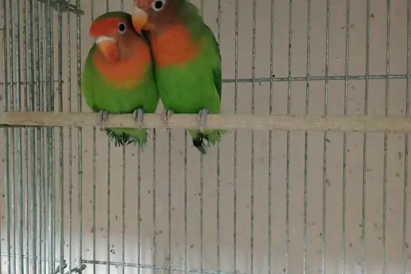 Koç Petshop Ve Akvaryum - Resim 5