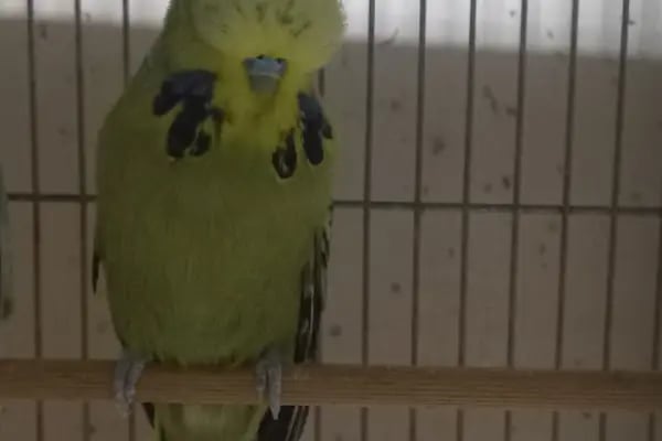 Koç Petshop Ve Akvaryum - Resim 14