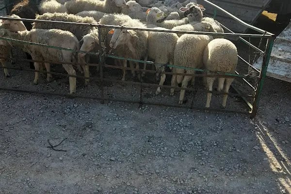 Gürsu Hayvan Pazarı - Resim 19