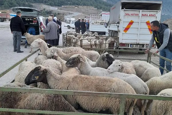 Gürsu Hayvan Pazarı - Resim 16