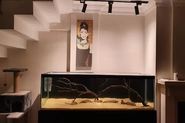 Özgür Akvaryum Kuş &amp; Balik Galerisi - Resim 17