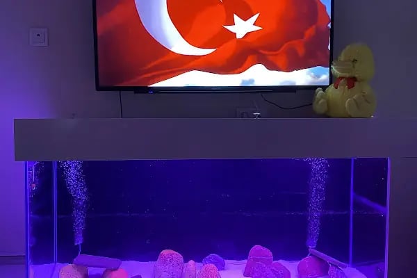 Özgür Akvaryum Kuş &amp; Balik Galerisi - Resim 19