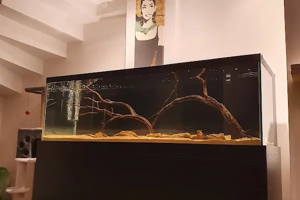 Özgür Akvaryum Kuş &amp; Balik Galerisi - Resim 7