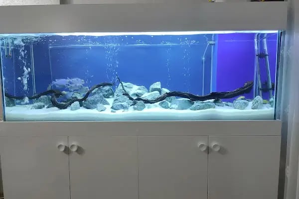 Özgür Akvaryum Kuş &amp; Balik Galerisi - Resim 1