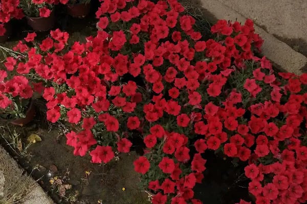 Kardeşler Çiçekçilik - Resim 12