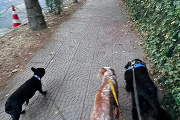 PAWALK | Köpek Gezdirme ve Evde Bakım Hizmeti - Resim 2