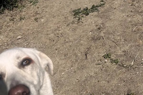 PAWALK | Köpek Gezdirme ve Evde Bakım Hizmeti - Resim 8