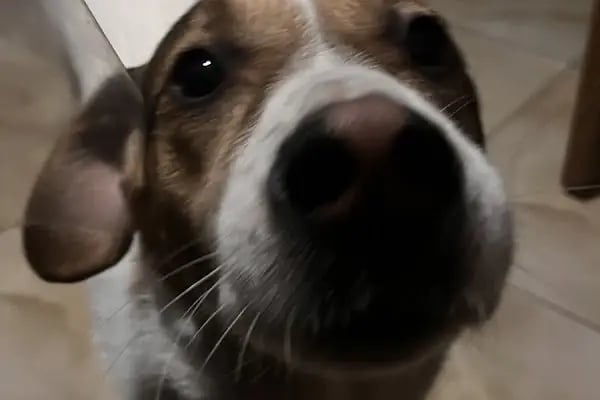 PAWALK | Köpek Gezdirme ve Evde Bakım Hizmeti - Resim 20
