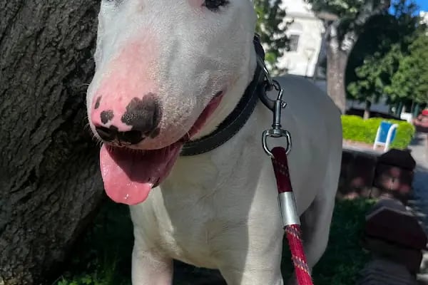 PAWALK | Köpek Gezdirme ve Evde Bakım Hizmeti - Resim 19