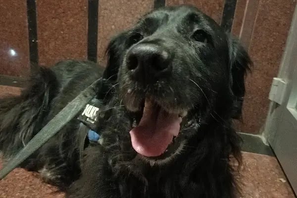 PAWALK | Köpek Gezdirme ve Evde Bakım Hizmeti - Resim 17
