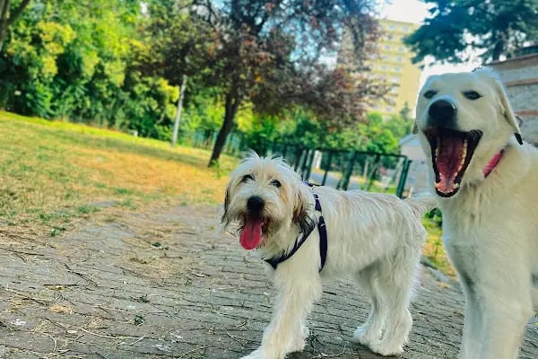 PAWALK | Köpek Gezdirme ve Evde Bakım Hizmeti - Resim 3