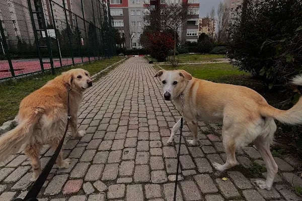 PAWALK | Köpek Gezdirme ve Evde Bakım Hizmeti - Resim 6