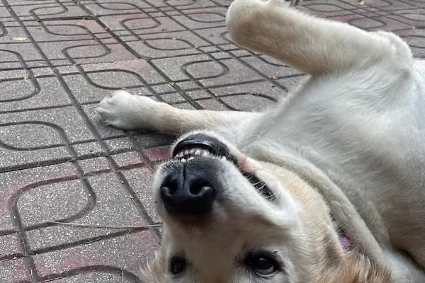 PAWALK | Köpek Gezdirme ve Evde Bakım Hizmeti - Resim 10